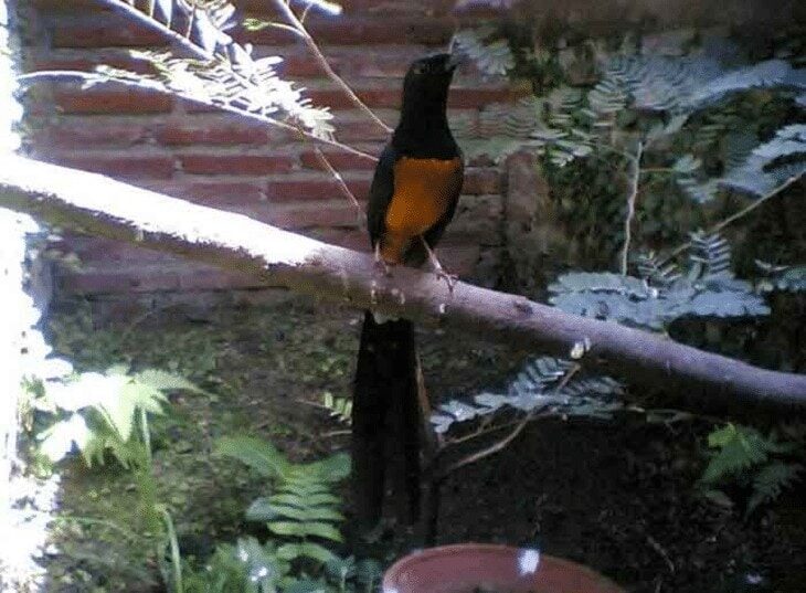 burung-murai-batu-nias-8419483