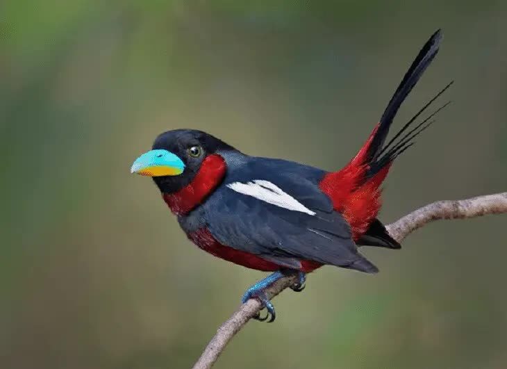burung-sempur-hujan-sungai-2528632