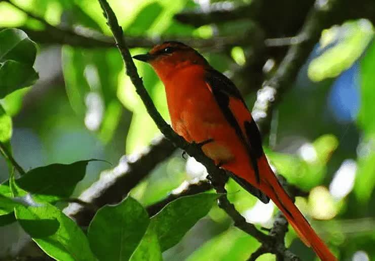 burung-sepah-gunung-2400014