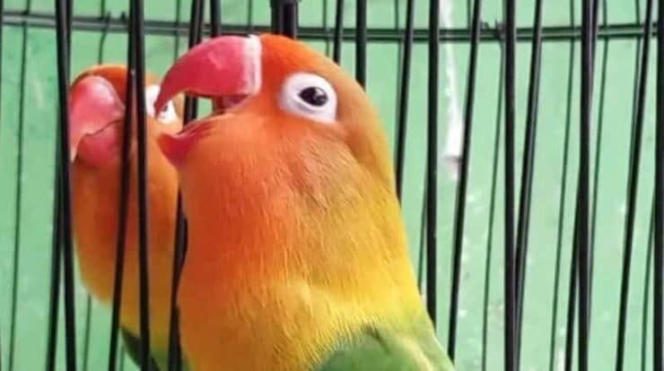 cara-bikin-lovebird-ngekek-mangap-6447683