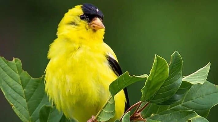 cara-budidaya-burung-kenari-yang-cepat-dan-mudah-kepogaul-com_-3376195