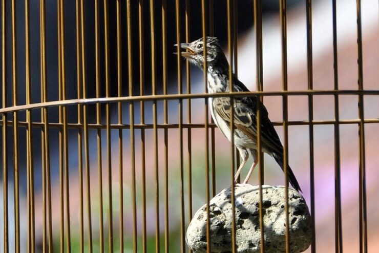 cara-memantapkan-burung-branjangan-dalam-gantangan-8997274