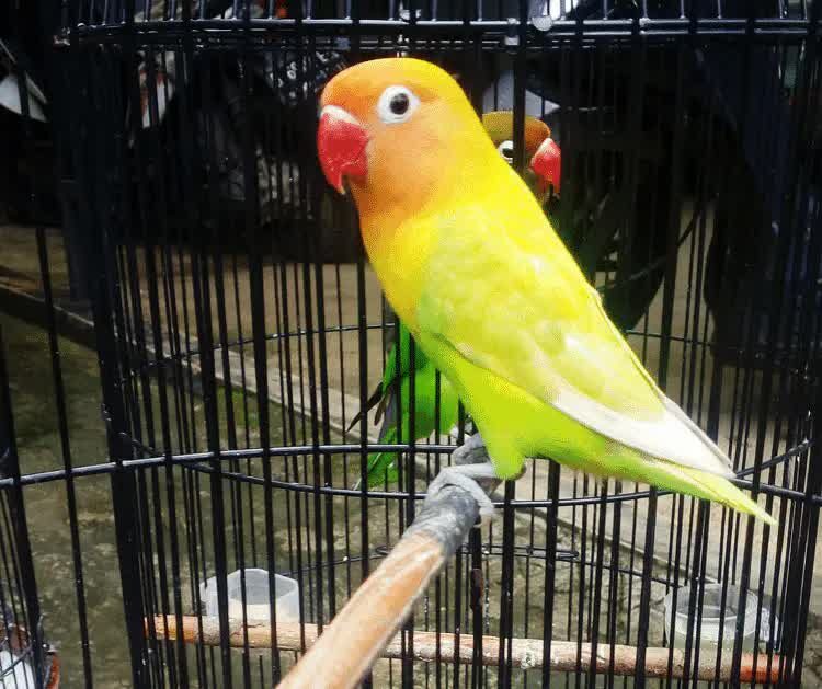 cara-membuat-lovebird-anteng-di-tangkringan-5142176