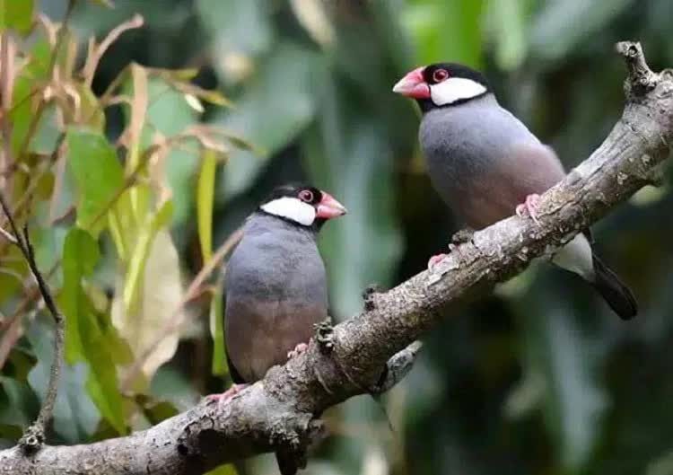 cara-menangkarkan-burung-gelatik-jawa-yang-hasil-anakannya-bagus-9597471