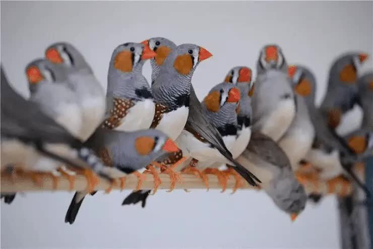 cara-menangkarkan-zebra-finch-8341581