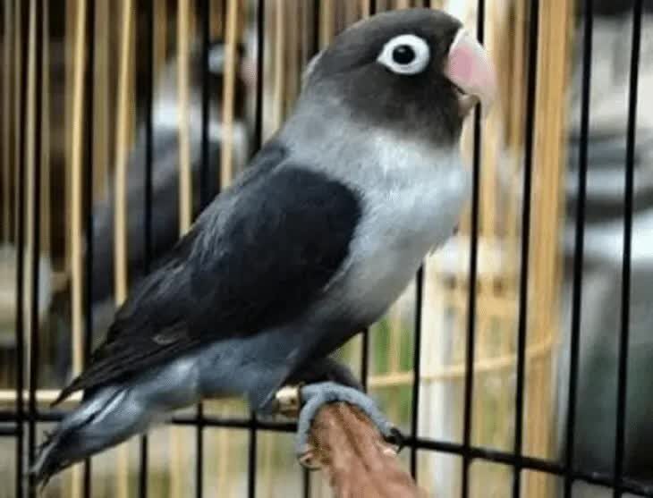 cara-menghasilkan-lovebird-batman-1103676