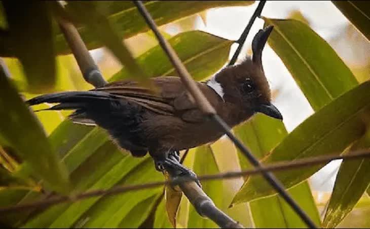 cara-meningkatkan-kualitas-masteran-cililin-1396555