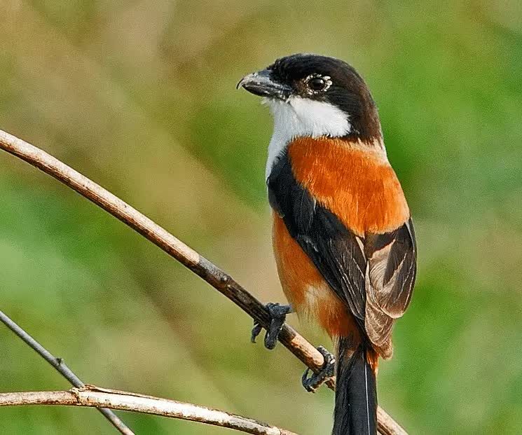 cara-menjinakkan-burung-cendet-tangkapan-hutan-1795840