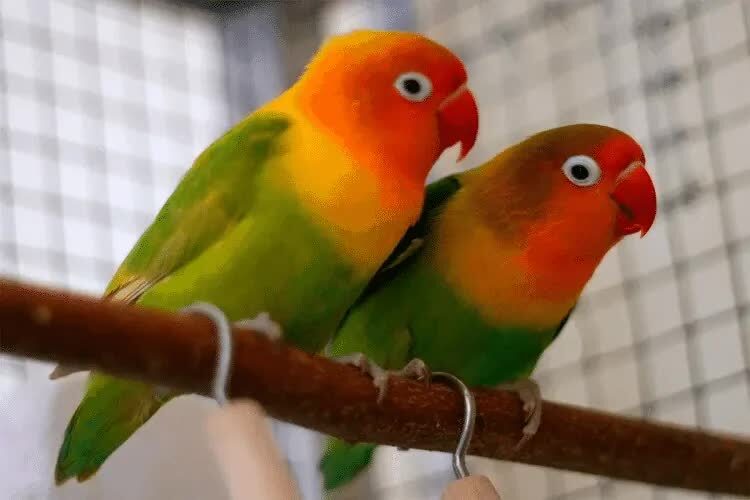 cara-pemberian-jamu-tetes-untuk-lovebird-3267580