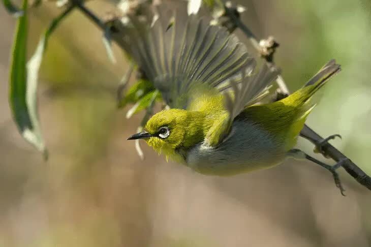 cara-pemberian-obat-metabolisme-pleci-3515113