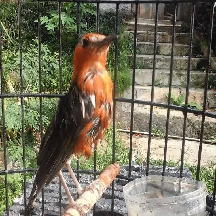 cara-perawatan-burung-anis-merah-mabung-paling-tepat-2360139