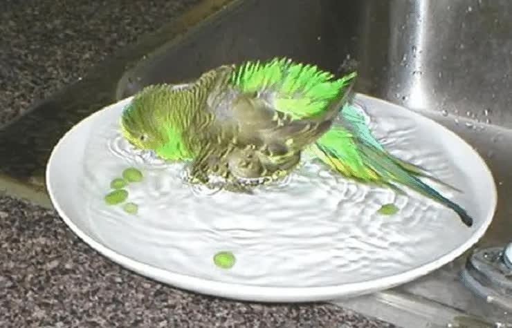 cara-sederhana-memandikan-burung-parkit-5065117