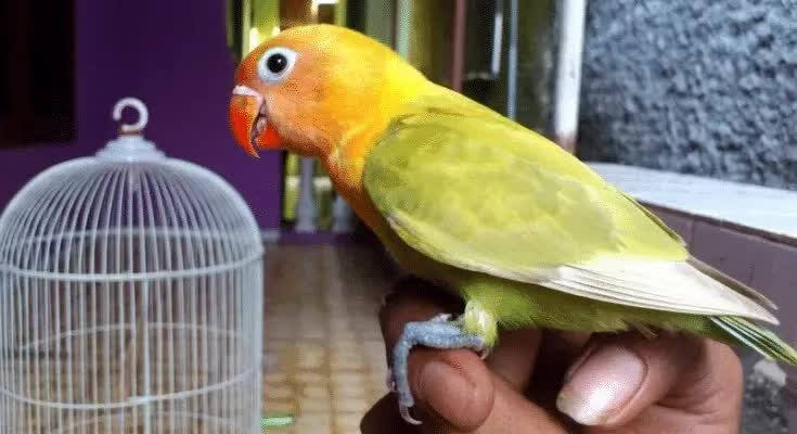 cara-terapi-lovebird-agar-ngekek-panjang-2778714