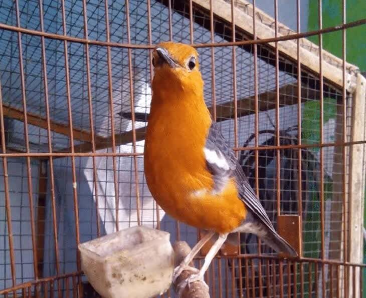 cek-kondisi-anis-merah-9183239