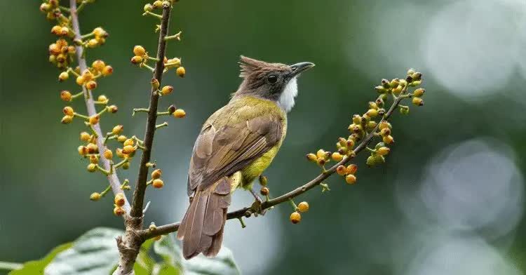 ciri-burung-cucak-jenggot-dan-perilaku-di-alam-liar-2908727