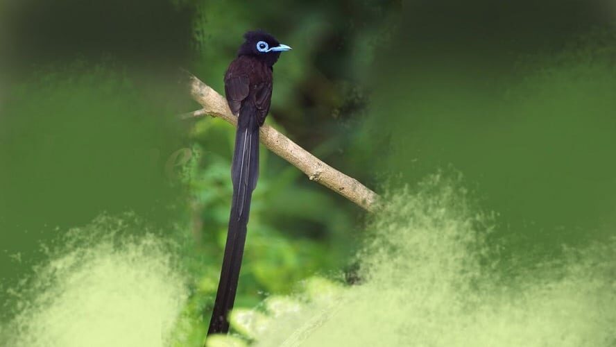 ciri-ciri-burung-seriwang-jantan-dan-persebarannya-9205583