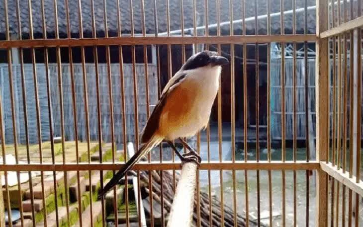 ciri-fisik-burung-cendet-siap-lomba-8204595