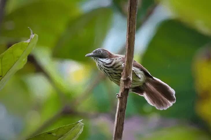 ciri-khas-burung-ciung-air-coreng-7246041