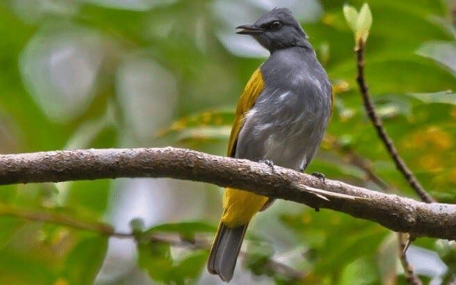 ciri-khas-burung-cucak-kelabu-edited-9235532