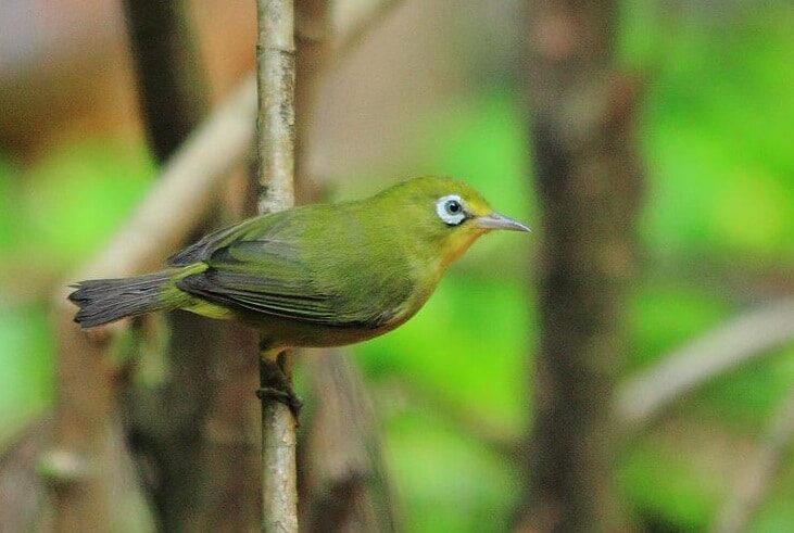 ciri-khas-burung-pleci-kecial-lombok-6198164