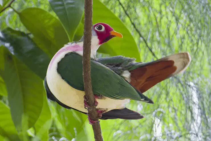 ciri-khas-burung-walik-jambu-dan-daerah-persebarannya-9645286