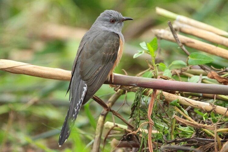 ciri-khas-burung-wiwik-kelabu-1826026