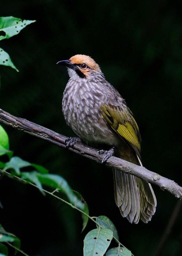 cucak-rowo-straw-headed-bulbul-1-4780391