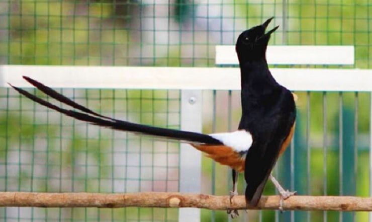 efek-samping-ulat-bambu-untuk-burung-berkicau-1840022