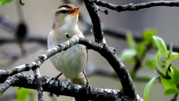 habitat-burung-kerakbasi-alis-hitam-1420820