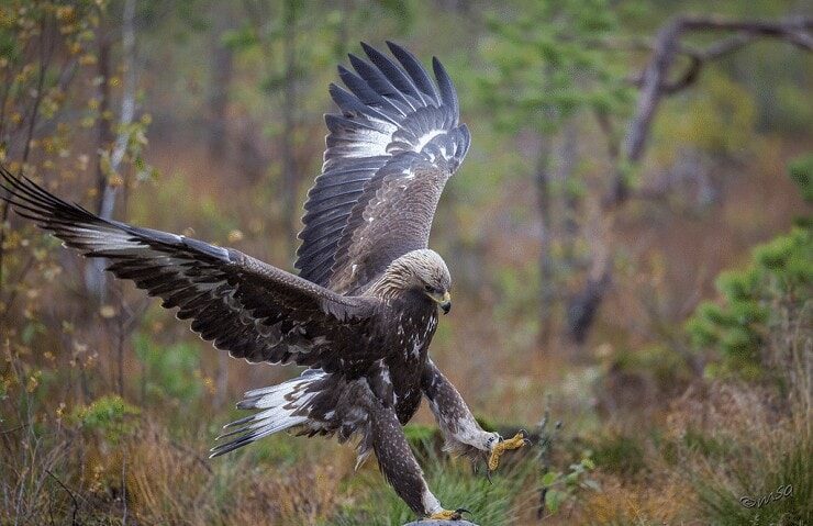 habitat-elang-emas-4543953