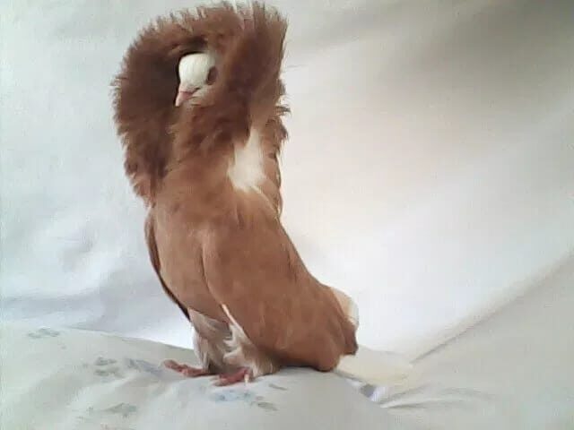 ini-dia-jenis-merpati-hias-dengan-berbagai-keunikan-9532744