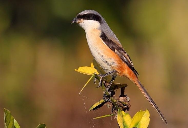 inilah-10-masteran-cendet-paling-ngetop-yang-bisa-anda-coba-9467722