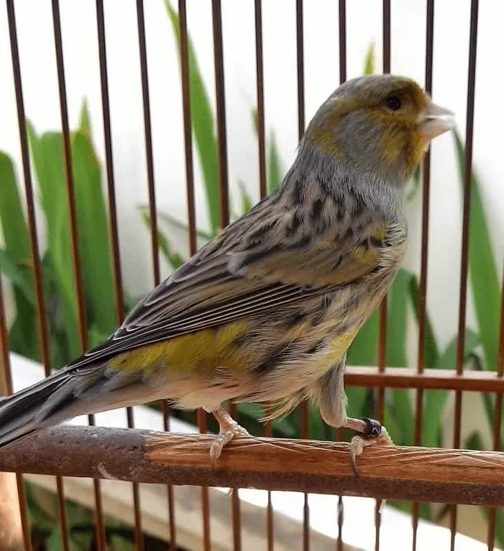 inilah-4-jenis-kenari-asal-spanyol-yang-perlu-anda-tau-5520632