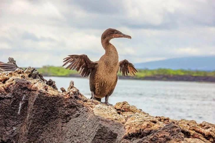 inilah-ciri-khas-burung-kormoran-si-pemakan-ikan-4167520