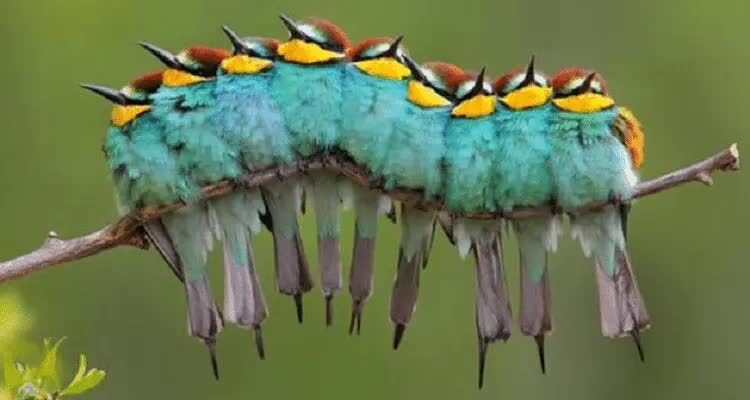 inilah-keunikan-burung-kirik-kirik-yang-harus-anda-ketahui-3579730