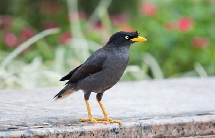 inilah-ragam-manfaat-bawang-putih-untuk-burung-jalak-kebo-6150760