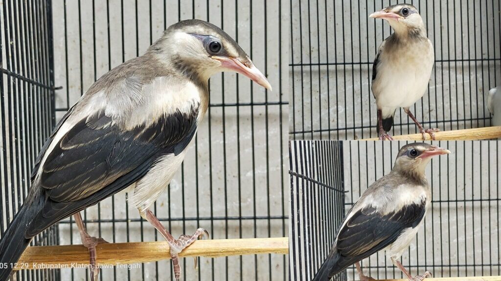 jalak_hybrids-1024x576-8725593