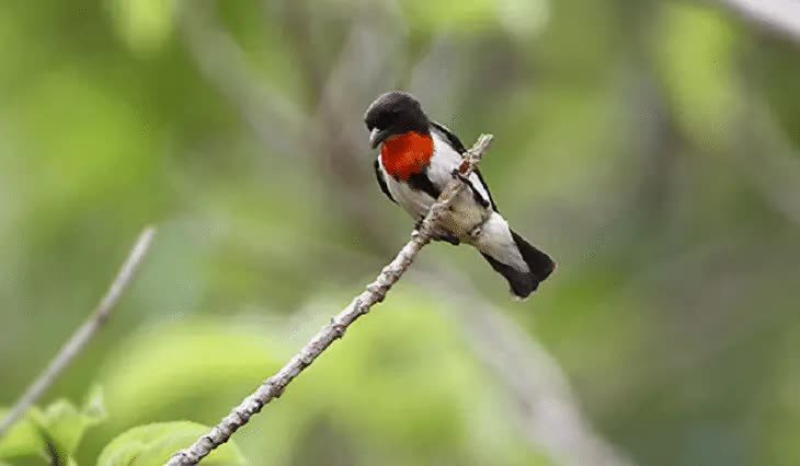 jenis-burung-cabai-3807123