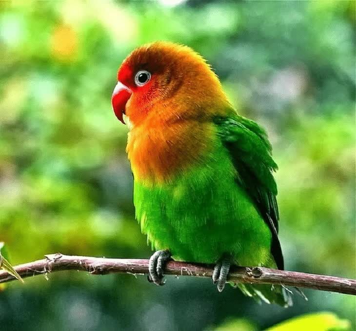 jenis-cacing-pengganggu-lovebird-yang-harus-diwaspadai-3559637