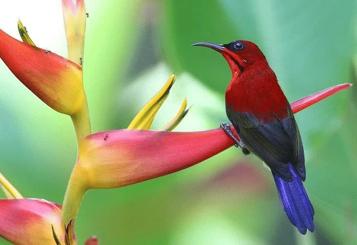 jenis-kolibri-yang-paling-bagus-suaranya-6849051