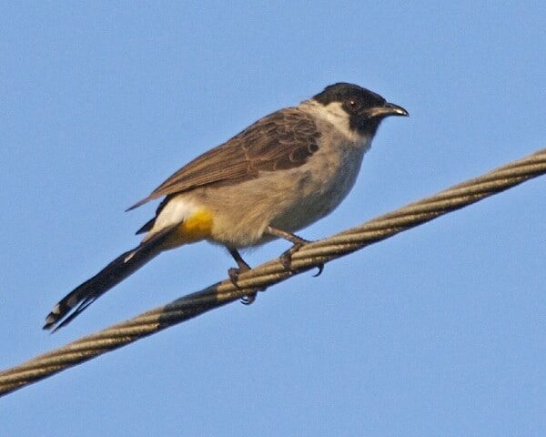 jenis-makanan-kutilang-yang-baik-dan-bagus-untuk-pertumbuhan-matakaca-com_-2445054