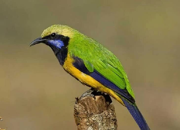 karakteristik-burung-cucak-cungkok-4283556