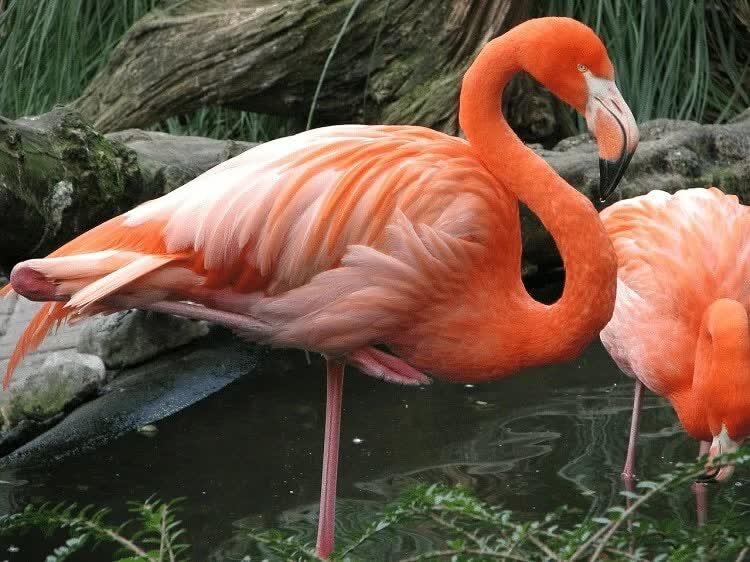 karakteristik-burung-flamingo-dan-keunikan-yang-dimilikinya-2908554