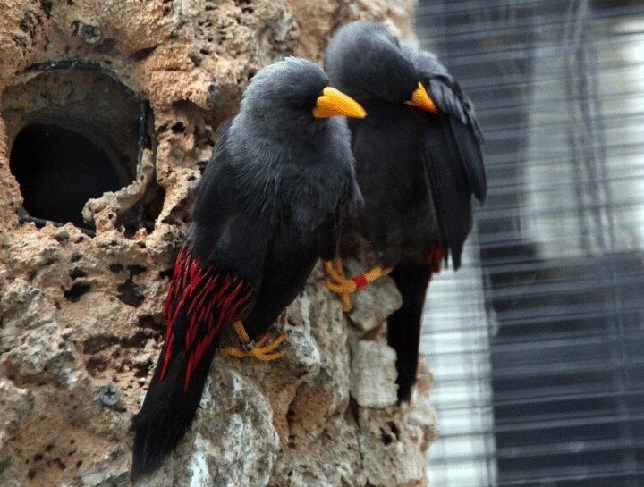 karakteristik-burung-jalak-riou-dan-perawatannya-6734265