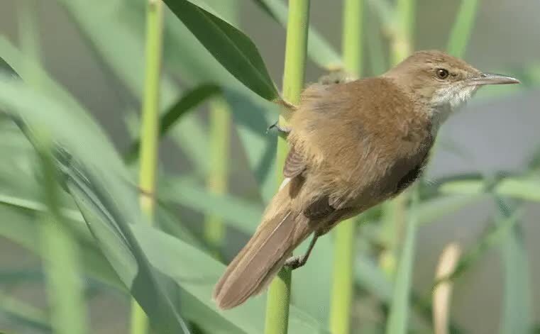 karakteristik-burung-kerakbasi-ramai-8462062