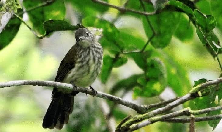 kebiasaan-hidup-brinji-gunung-1343885