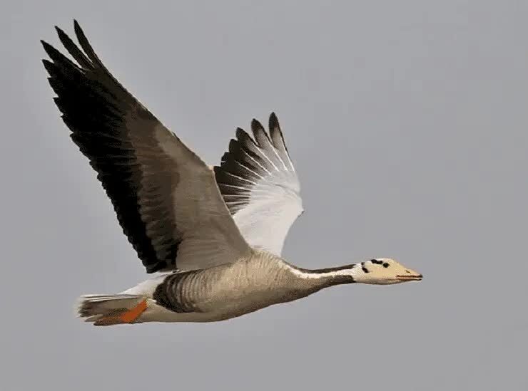 kemampuan-terbang-bar-headed-goose-4092708