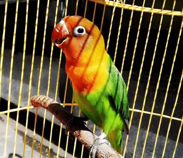 lovebird-birahi-tinggi-9658557