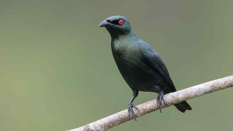 makanan-burung-cucak-keling-supaya-cepat-gacor-7295798