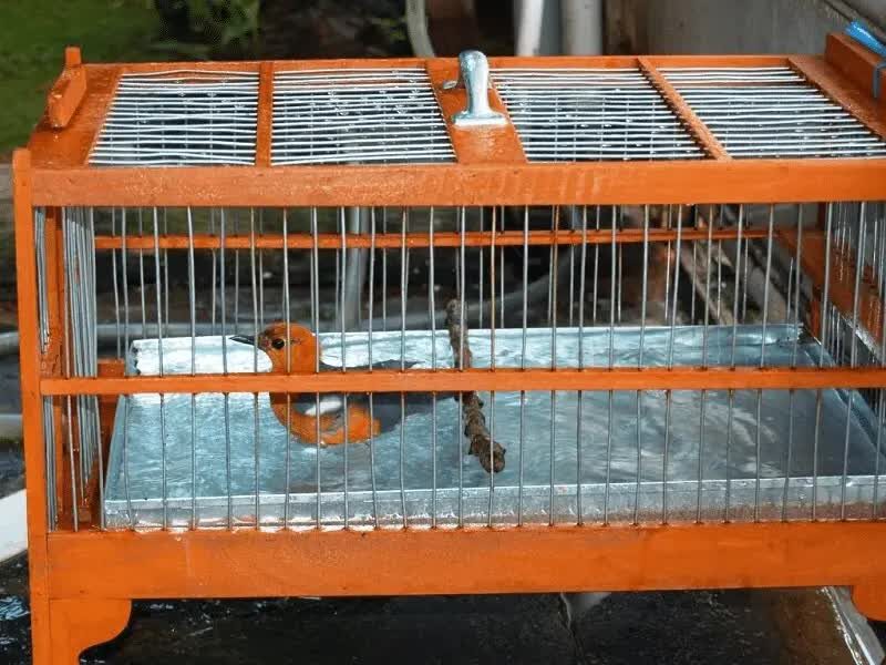 memandikan-burung-sulingan-5348850